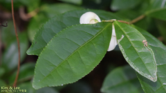 Theaceae