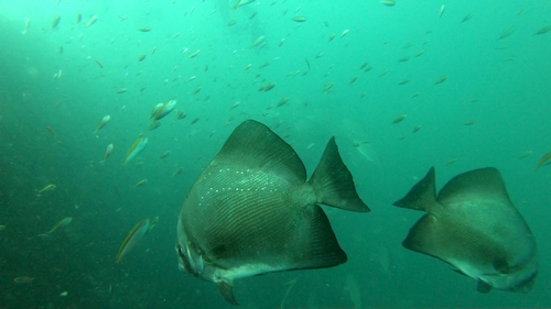 Shortfin batfish (Zabidius novemaculeatus) — Ephippidae — 4