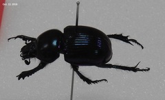 Phelotrupes auratus