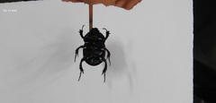 Phelotrupes auratus