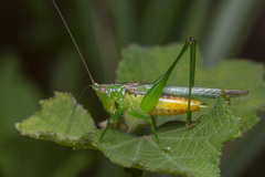Conocephalus cognatus