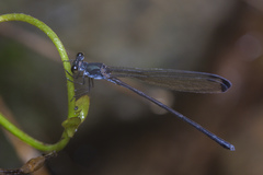 Devadatta kompieri