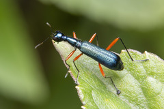 Neocollyris