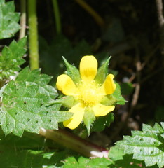 Ranunculus plebeius