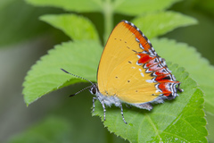 Heliophorus