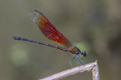 Euphaea ochracea