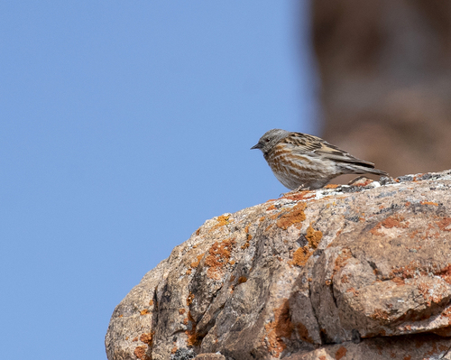 Altai Accentor (Prunella himalayana), photo 2