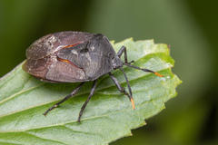 Coridius