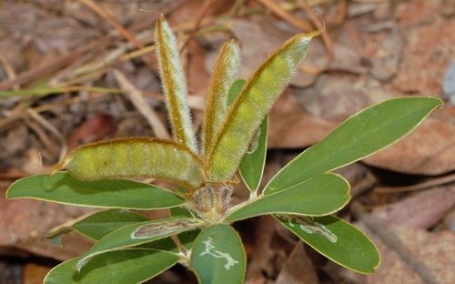 Tephrosia dasyphylla image