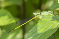 Ceriagrion fallax