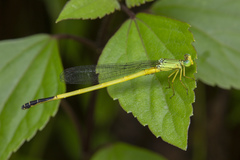 Ceriagrion fallax
