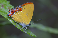 Heliophorus
