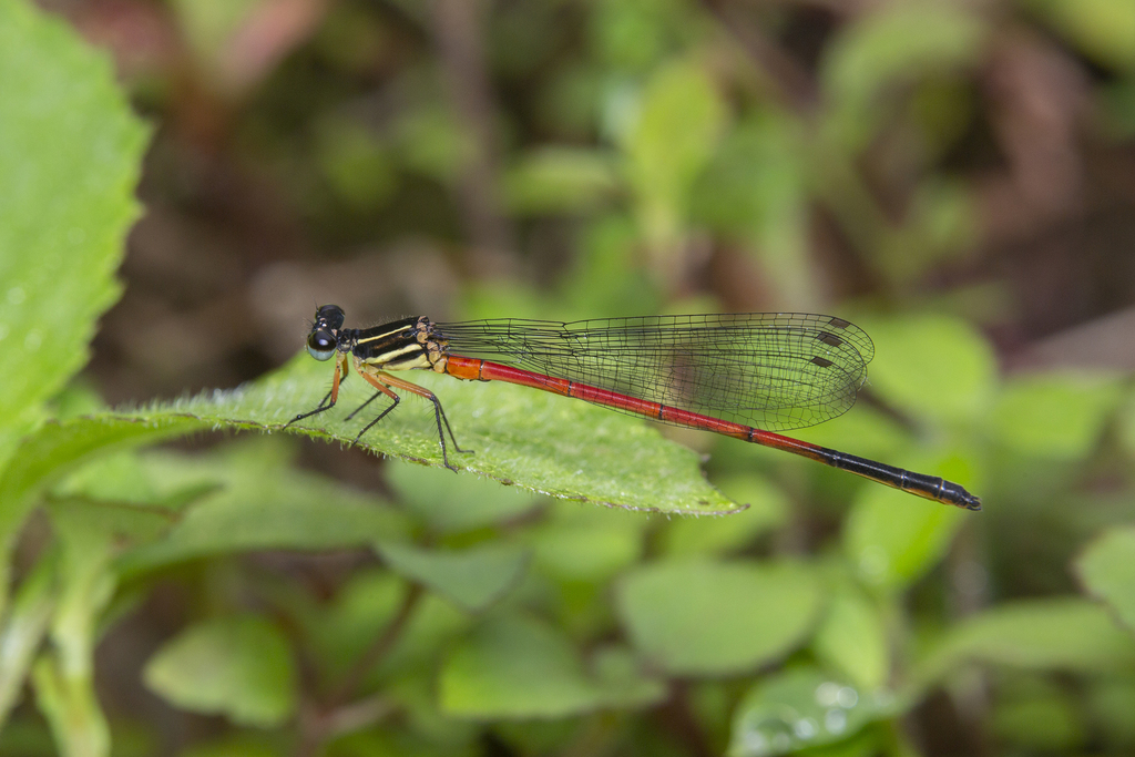 Calicnemia soccifera