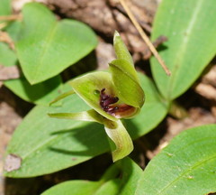 Chiloglottis jeanesii
