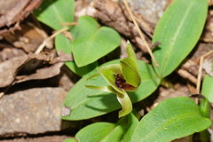 Chiloglottis jeanesii