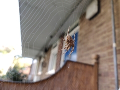 Araneus diadematus
