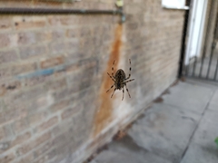 Araneus diadematus