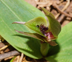 Chiloglottis jeanesii