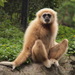 白掌长臂猿 - Photo (c) Ladislav Král，保留部份權利CC BY-SA