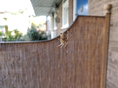 Araneus diadematus