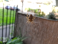 Araneus diadematus