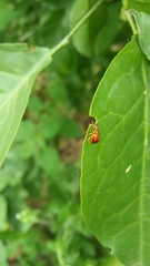 Apoderinae