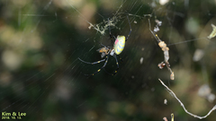 Trichonephila clavata