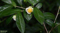 Theaceae