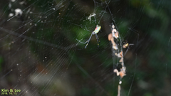 Trichonephila clavata