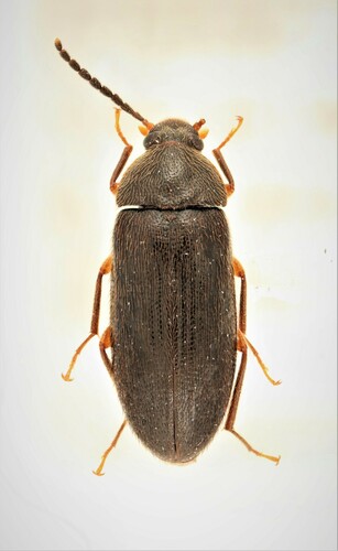Hymenorus niger