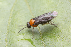 Blennocampinae