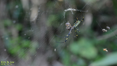 Trichonephila clavata