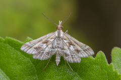 Diasemia