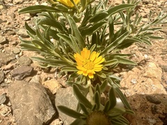 Asteriscus graveolens subsp. odorus image