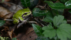 Hyla japonica