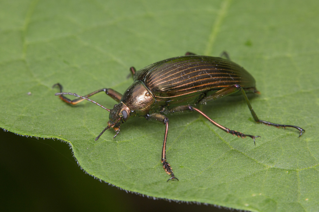 Andocamaria