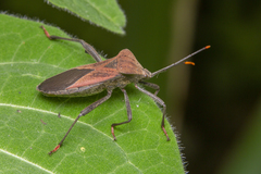 Ochrochira
