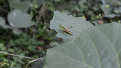 Ceracris nigricornis