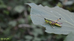 Ceracris nigricornis