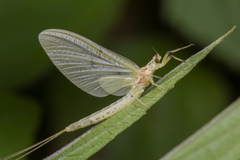 Ephemera glaucops