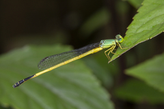 Ceriagrion fallax