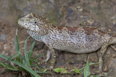 Pseudocalotes brevipes