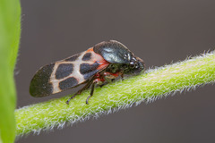 Cosmoscarta exultans