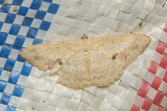 Luxiaria mitorrhaphes