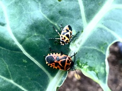 Eurydema