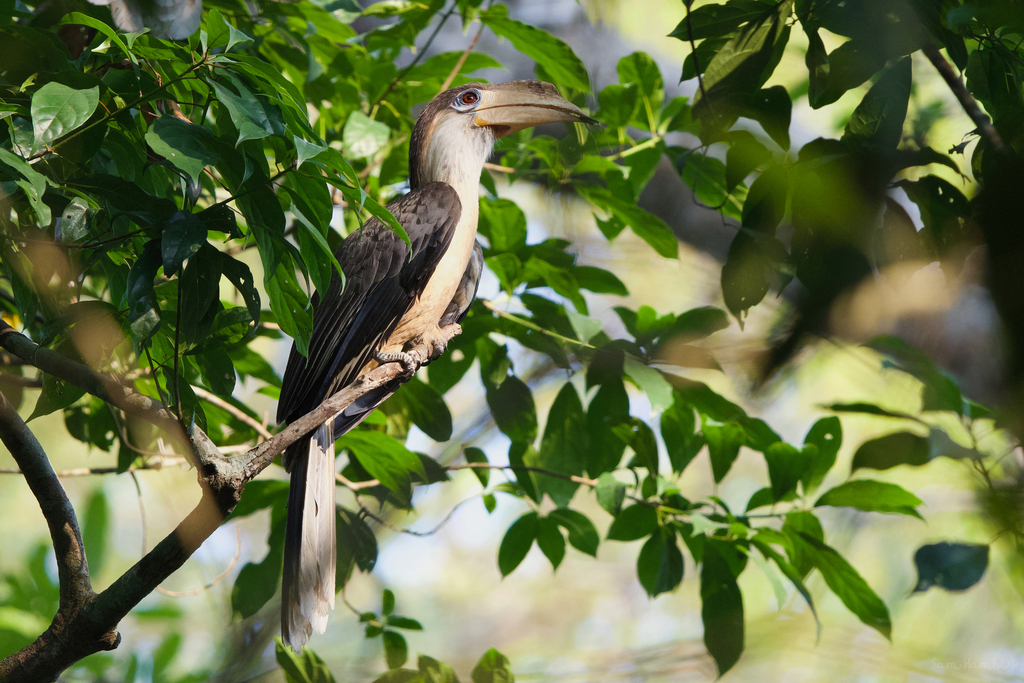 Brown Hornbill photo