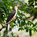 Brown Hornbill - Photo (c) Sam Hambly, some rights reserved (CC BY-NC), uploaded by Sam Hambly