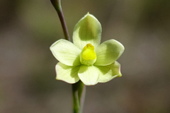 Thelymitra flexuosa