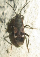 Lanchnophorus singalensis