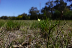 Thelymitra flexuosa